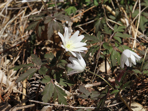 Anemone pseudo-altaica