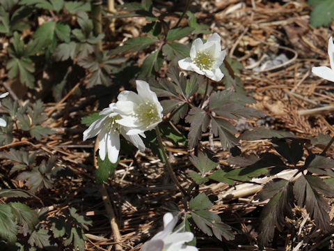 Anemone pseudo-altaica