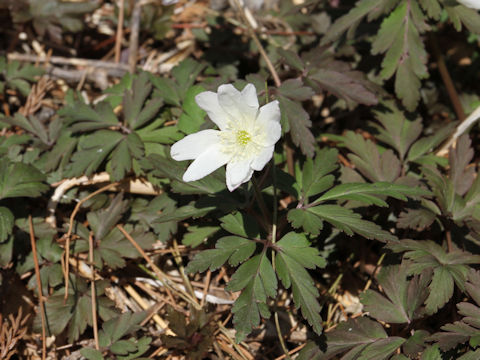 Anemone pseudo-altaica