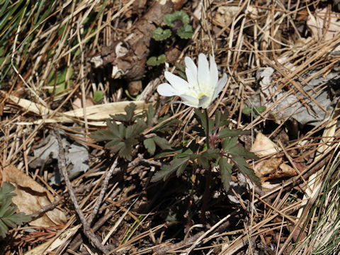 Anemone pseudo-altaica