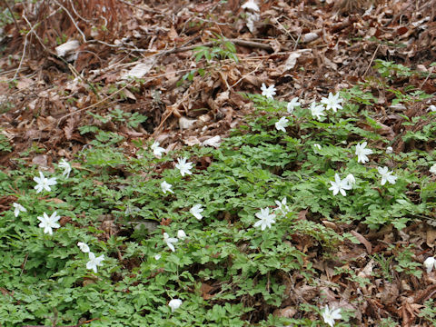 Anemone pseudo-altaica