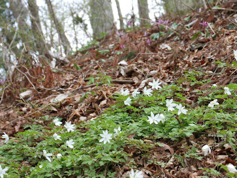 Anemone pseudo-altaica