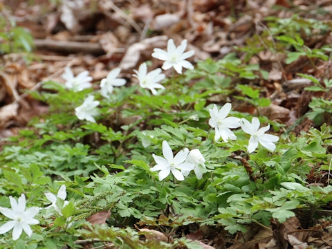 Anemone pseudo-altaica