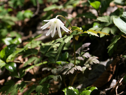 Anemone pseudo-altaica