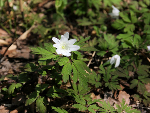 Anemone pseudo-altaica