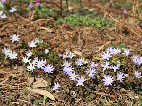 Anemone pseudo-altaica