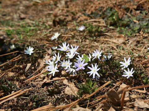 Anemone pseudo-altaica