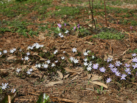 Anemone pseudo-altaica