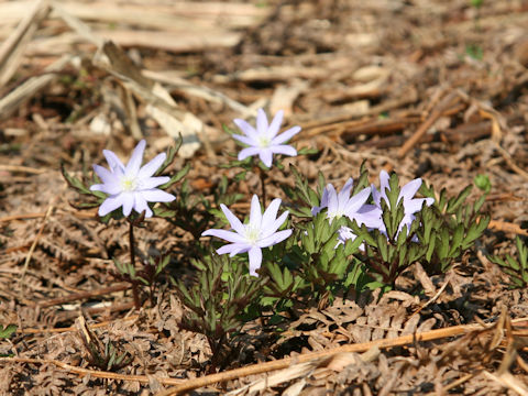 Anemone pseudo-altaica