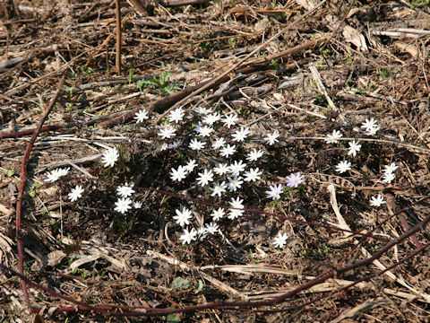 Anemone pseudo-altaica