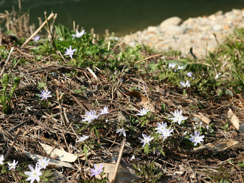 Anemone pseudo-altaica