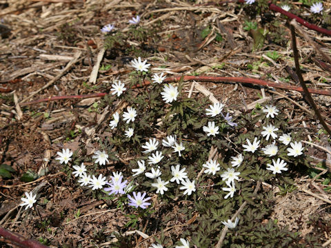 Anemone pseudo-altaica