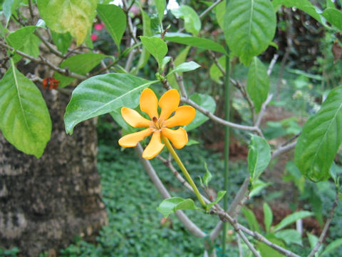 Gardenia sp.