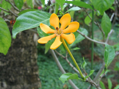 Gardenia sp.