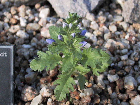 Pseudolysimachion schmidtianum ssp. schmidtianum