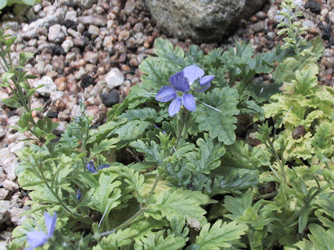 Pseudolysimachion schmidtianum ssp. schmidtianum