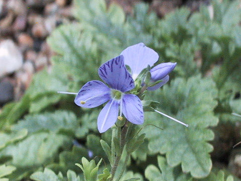 Pseudolysimachion schmidtianum ssp. schmidtianum