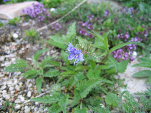 Pseudolysimachion schmidtianum ssp. schmidtianum