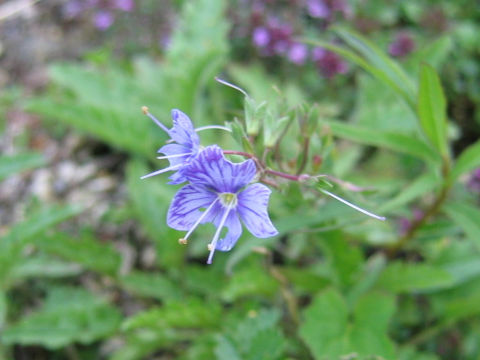 Pseudolysimachion schmidtianum ssp. schmidtianum