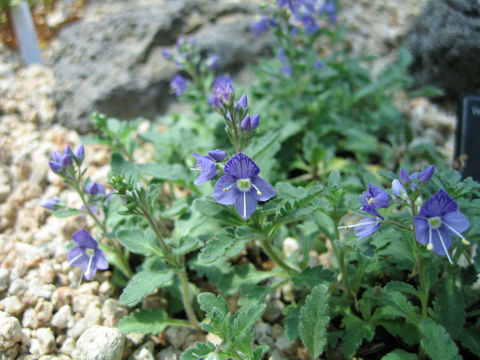 Pseudolysimachion schmidtianum ssp. schmidtianum