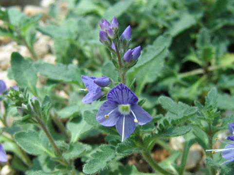 Pseudolysimachion schmidtianum ssp. schmidtianum