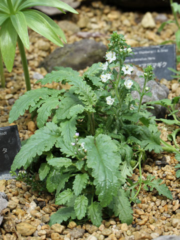 Pseudolysimachion schmidtianum ssp. schmidtianum