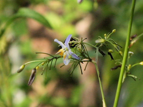 Dianella ensifolia