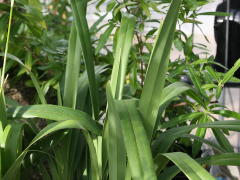 Dianella ensifolia