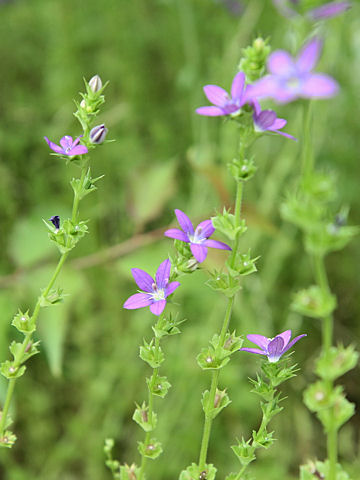 Specularia perfoliata