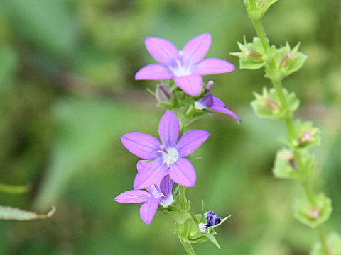 Specularia perfoliata