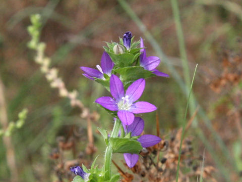 Specularia perfoliata