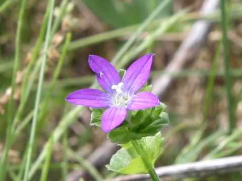 Specularia perfoliata