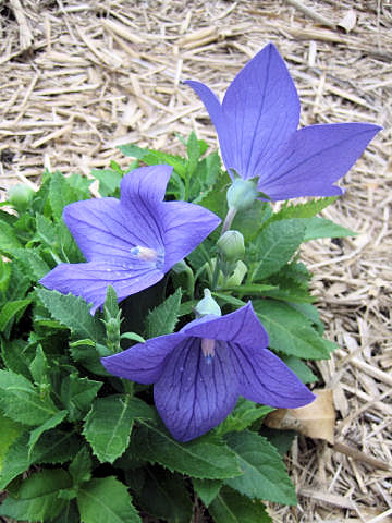 Platycodon grandiflorum