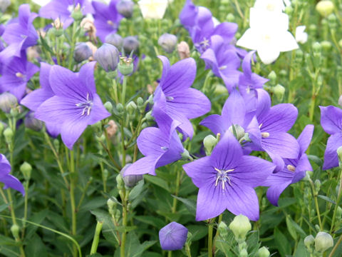 Platycodon grandiflorum