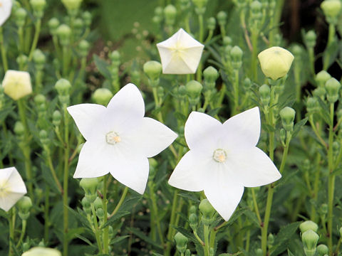 Platycodon grandiflorum