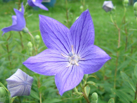 Platycodon grandiflorum