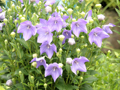 Platycodon grandiflorum