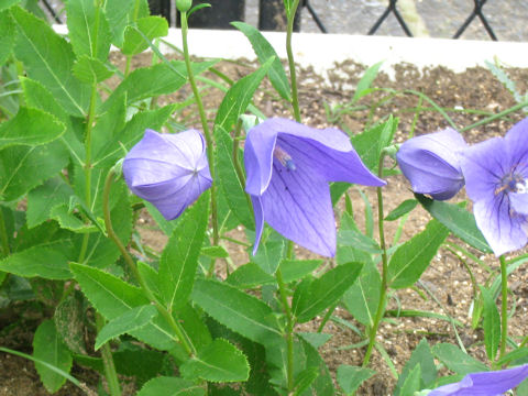 Platycodon grandiflorum