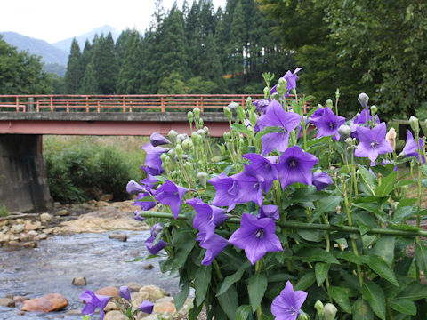 Platycodon grandiflorum