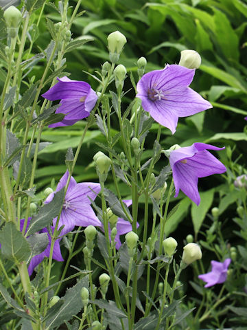 Platycodon grandiflorus