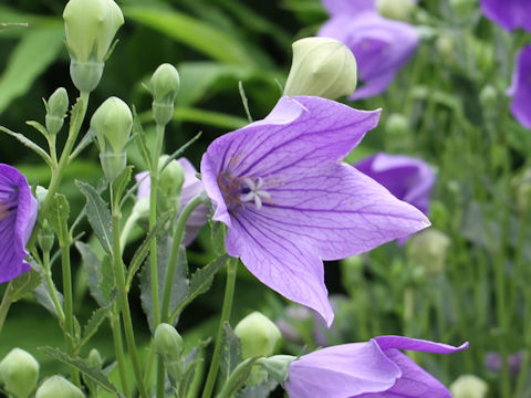 Platycodon grandiflorus