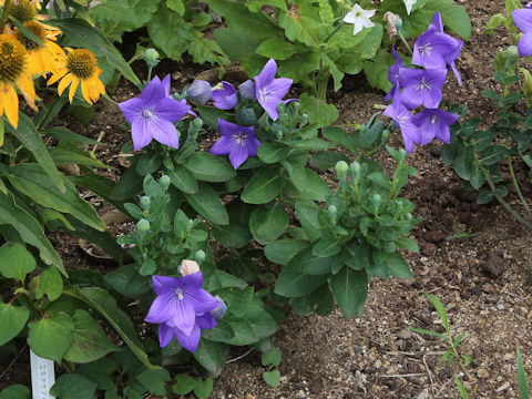 Platycodon grandiflorus