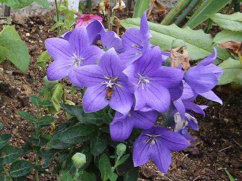 Platycodon grandiflorus