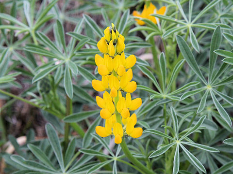 Lupinus luteus