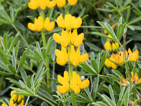 Lupinus luteus