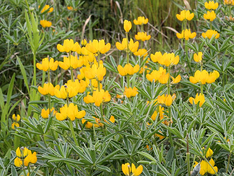 Lupinus luteus