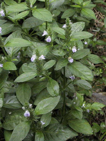 Justicia procumbens