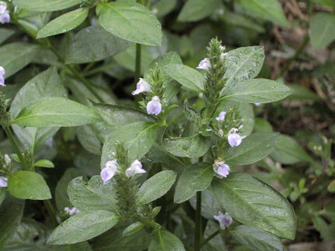 Justicia procumbens