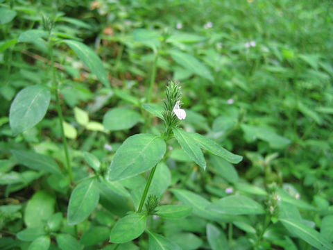 Justicia procumbens