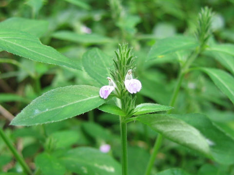 Justicia procumbens